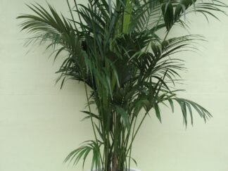 Kentia Palm ca. 275 m potmaat 3