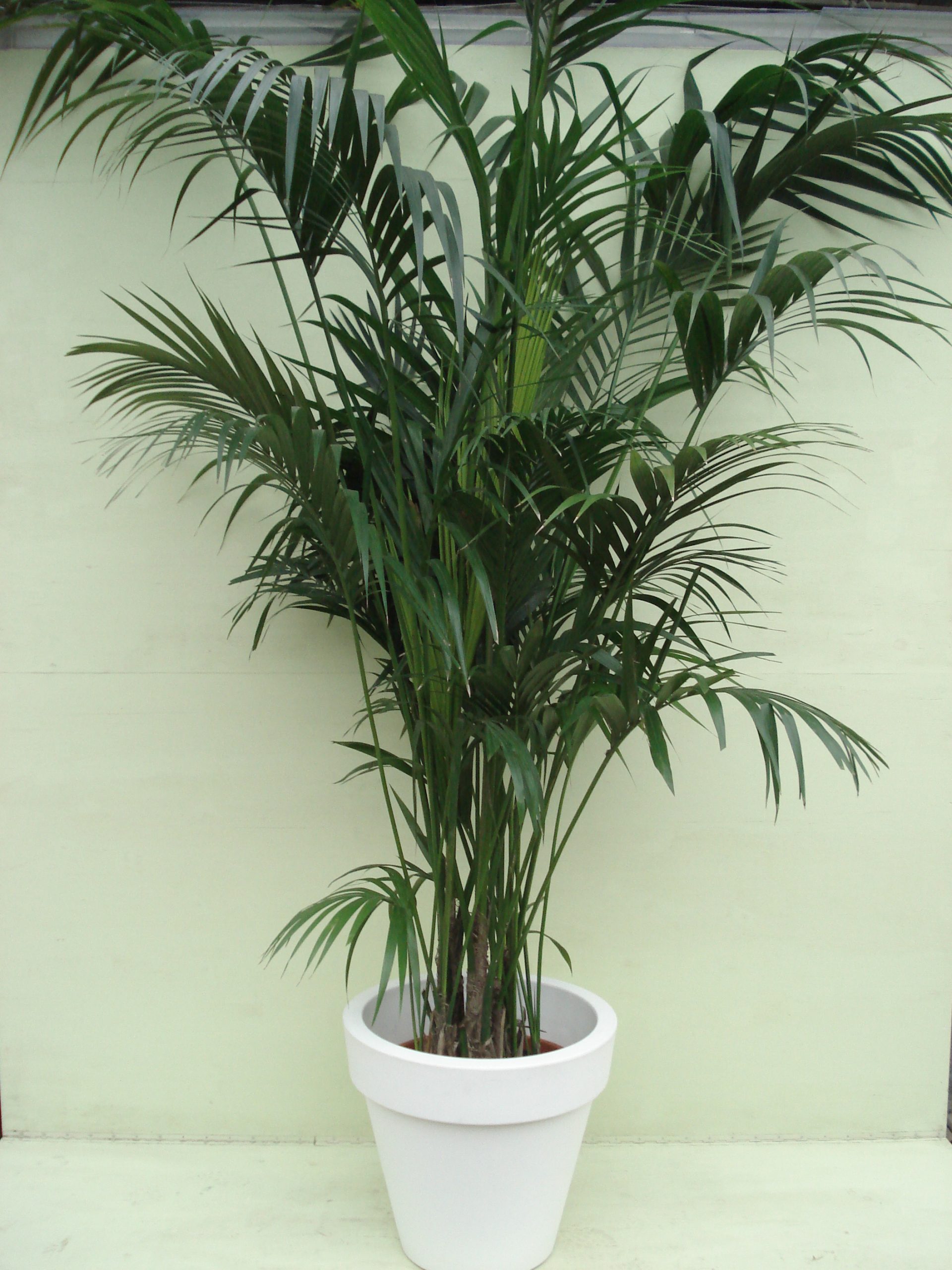 Kentia Palm ca. 275 m potmaat 3