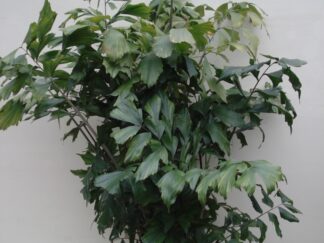 Caryota Mitis (Jungle plant) ca. 1.75m - potmaat 2