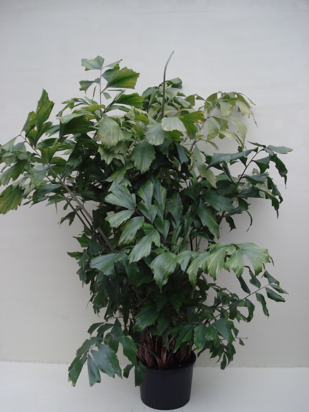 Caryota Mitis (Jungle plant) ca. 1.75m - potmaat 2