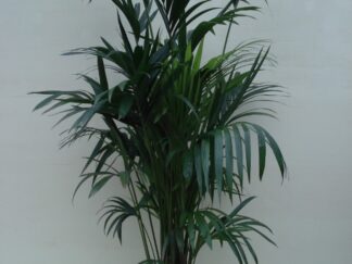 Kentia Palm ca. 2.00 m Potmaat 1