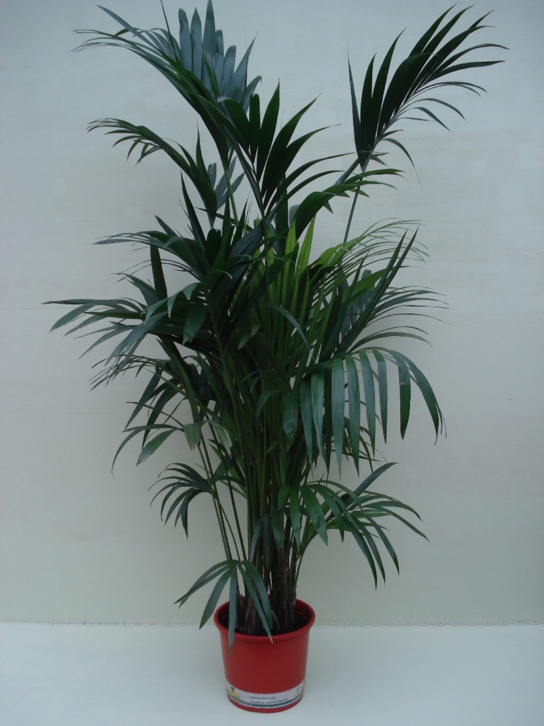 Kentia Palm ca. 2.00 m Potmaat 1