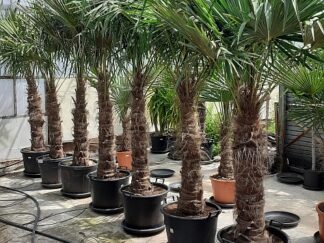 TrachyCarpus Fortunei - 2m50