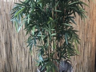Kunst Bamboe - 1m80
