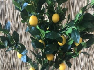 Kunst Citrus - Citroen boompje