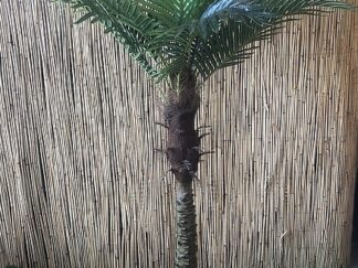 Kunst Roebelinii in pot ca. 1m80