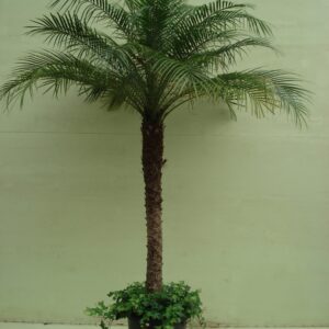 Foto van Phoenix Roebelinii ca. 200 m met hedera potmaat 1