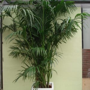 Foto van Kentia Palm ca. 375 m potmaat 3