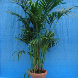 Foto van Kentia Palm ca. 225 m Potmaat 1