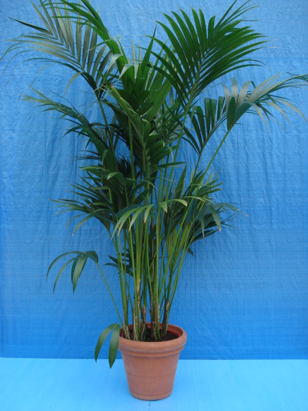 Foto van Kentia Palm ca. 225 m Potmaat 1