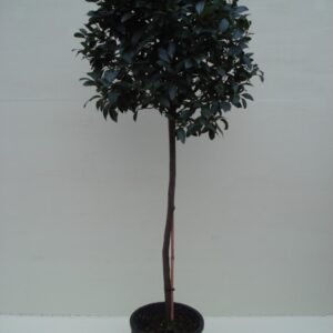 Laurier (Bol 70cm. op stam) ca. 2.00 m potmaat 1