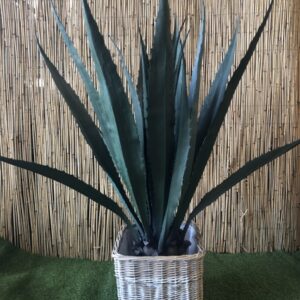Kunst Agave